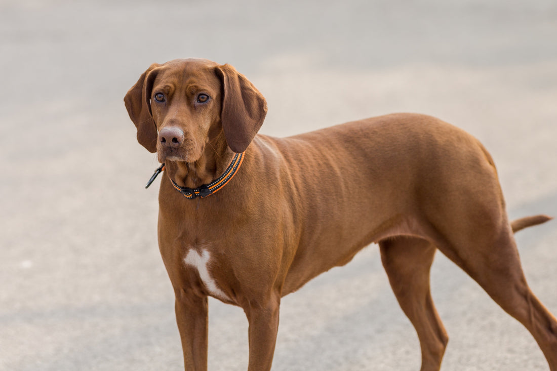 The Lost Dog Who Ran a Mile Back to Pooch Play & Stay