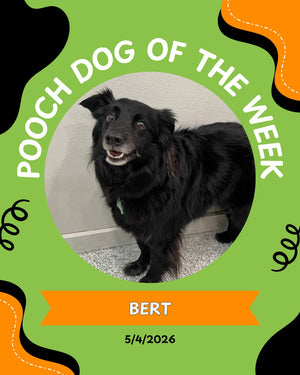 Pooch of the week
