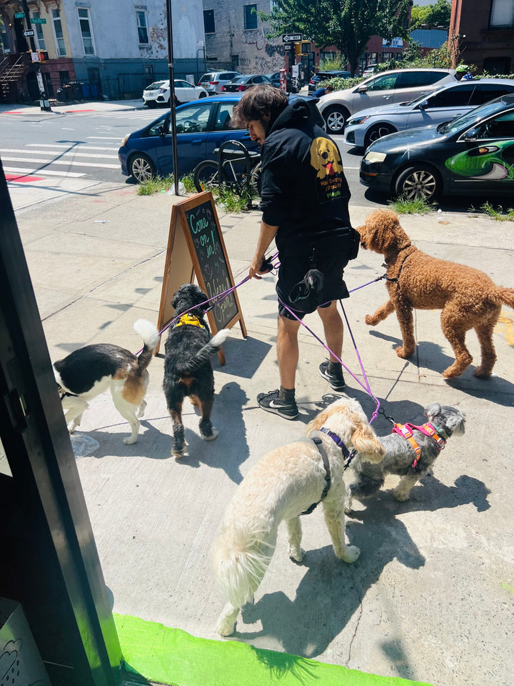 Dog Walking