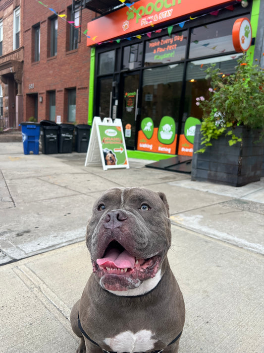 Dog Walking