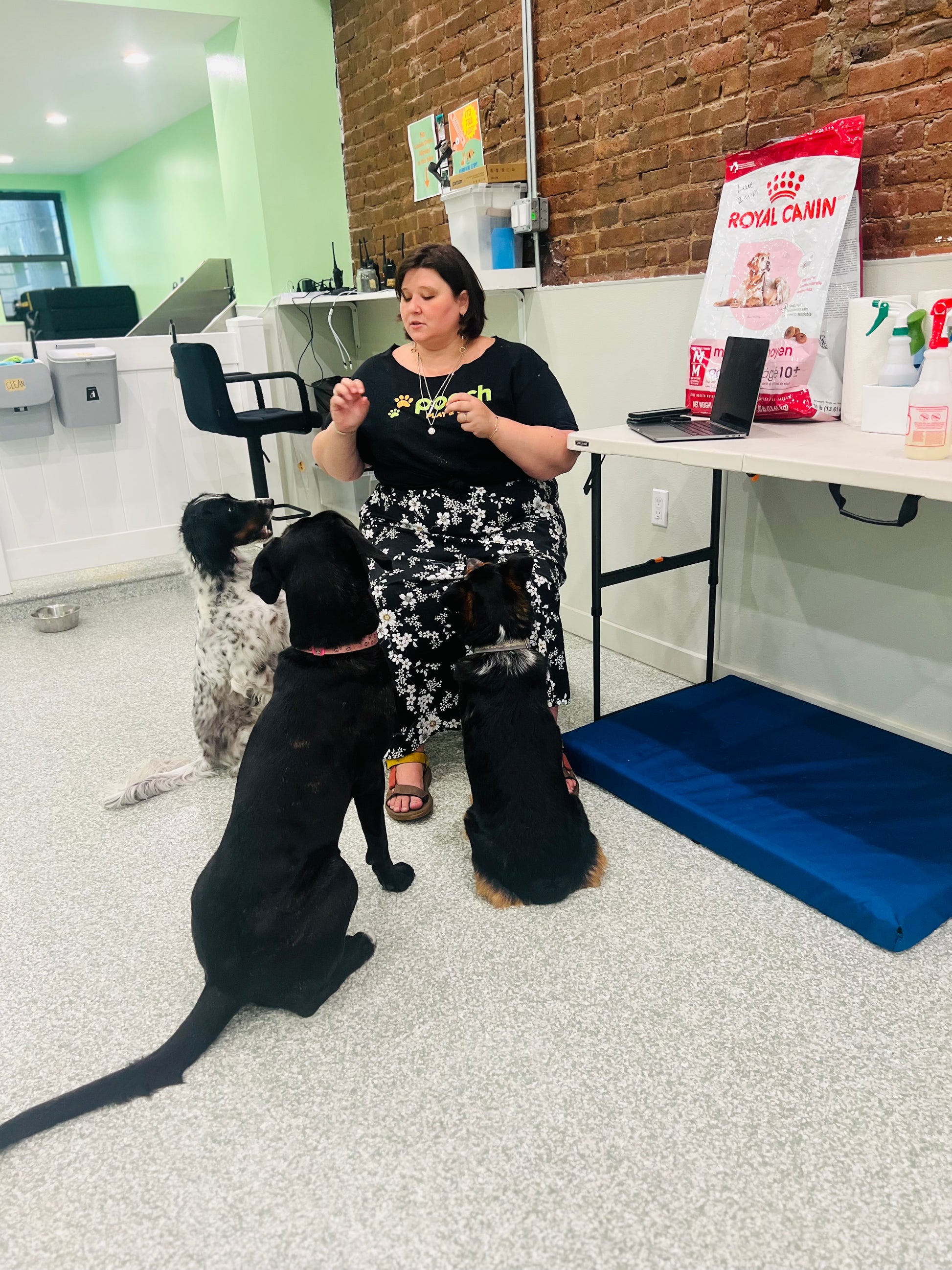 Daycare – Pooch Play and Stay