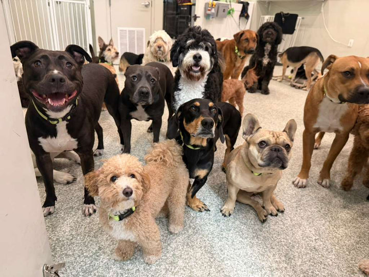 Day Care
