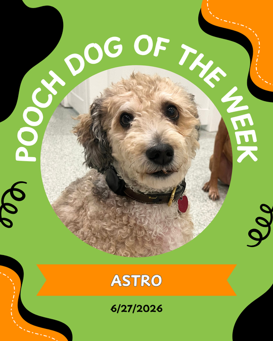 Pooch of the week
