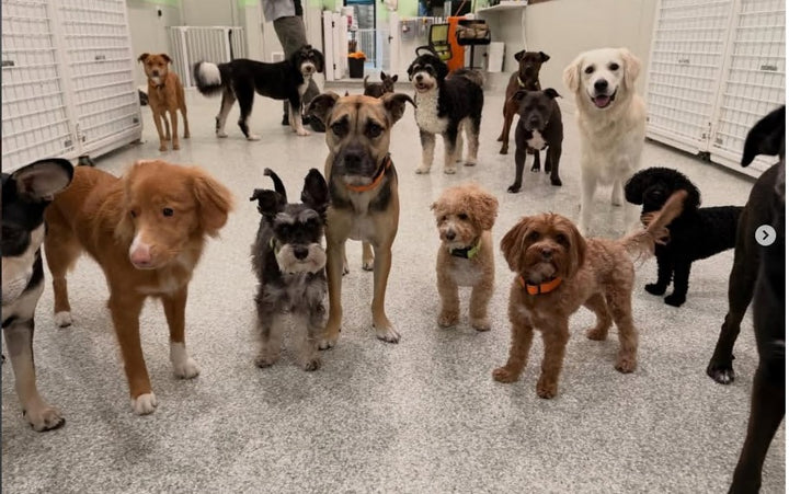Day Care
