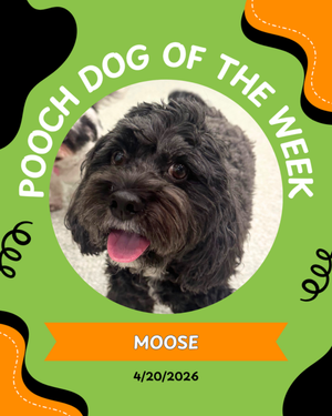 Pooch of the week