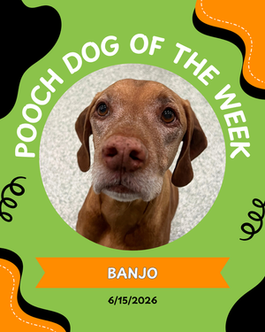 Pooch of the week