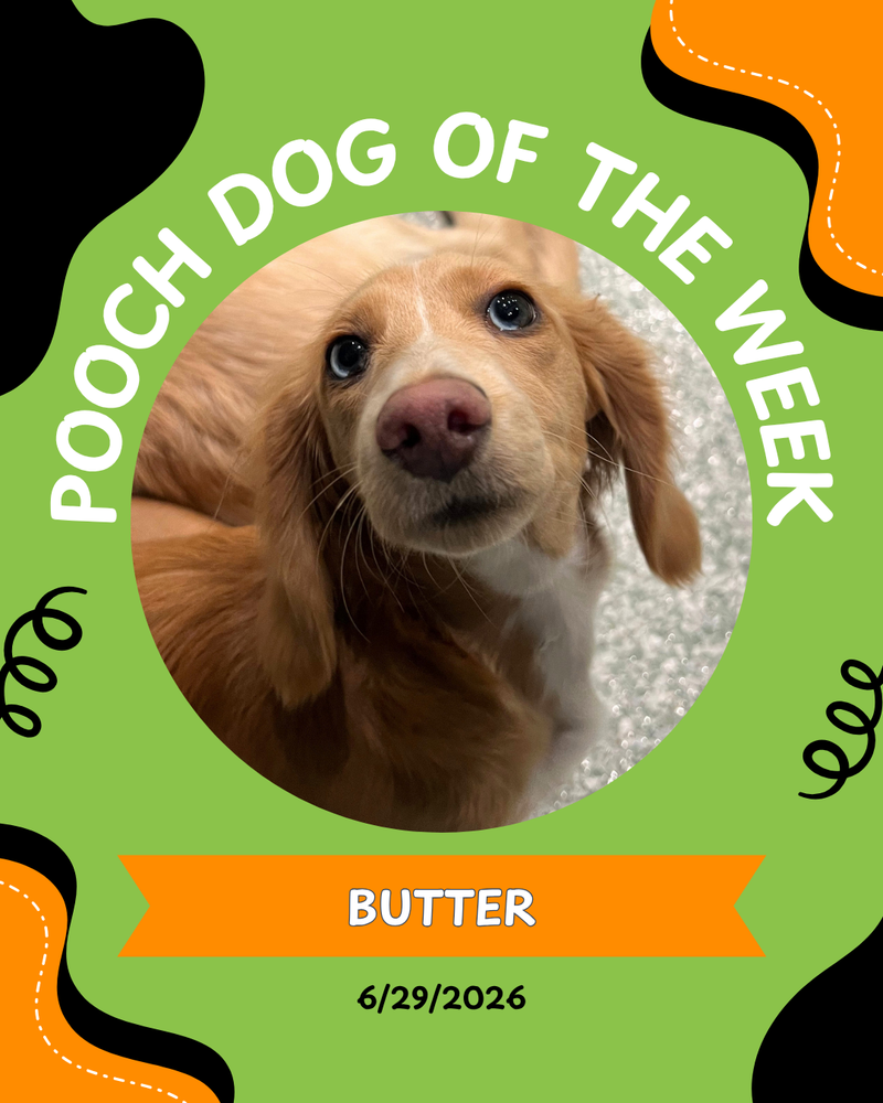 Pooch of the week