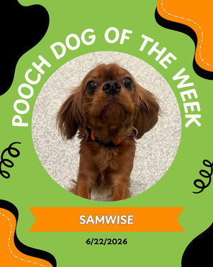 Pooch of the week